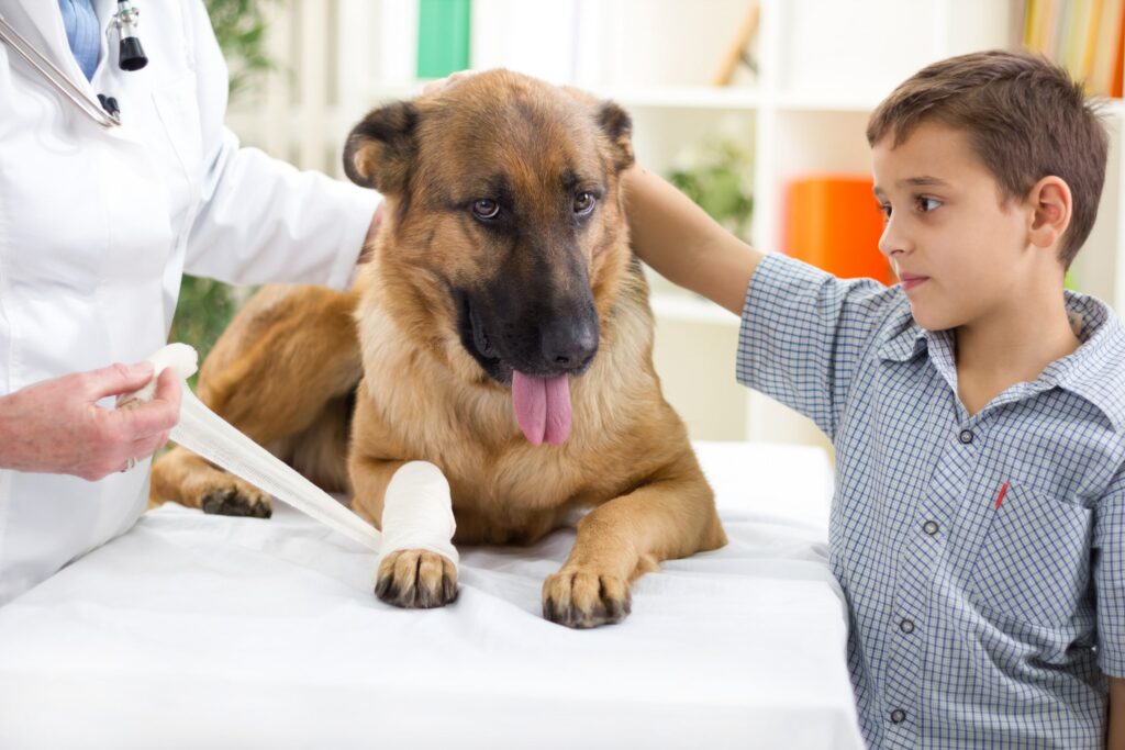 How to Handle Common Pet Injuries