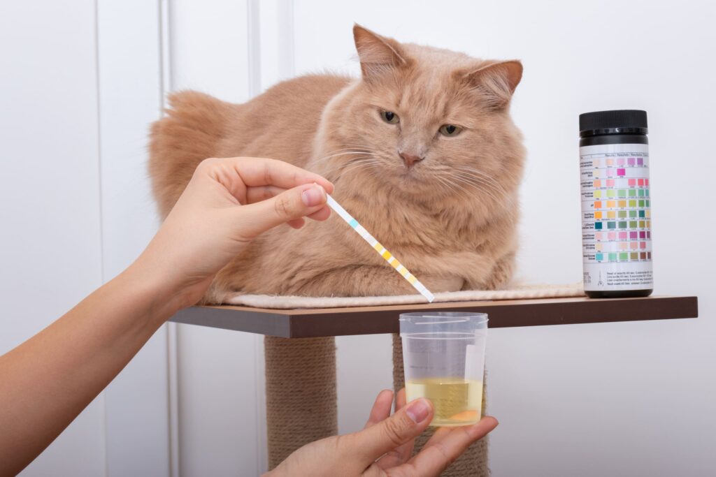 What Are Warning Signs of Urinary Obstruction in Cats?