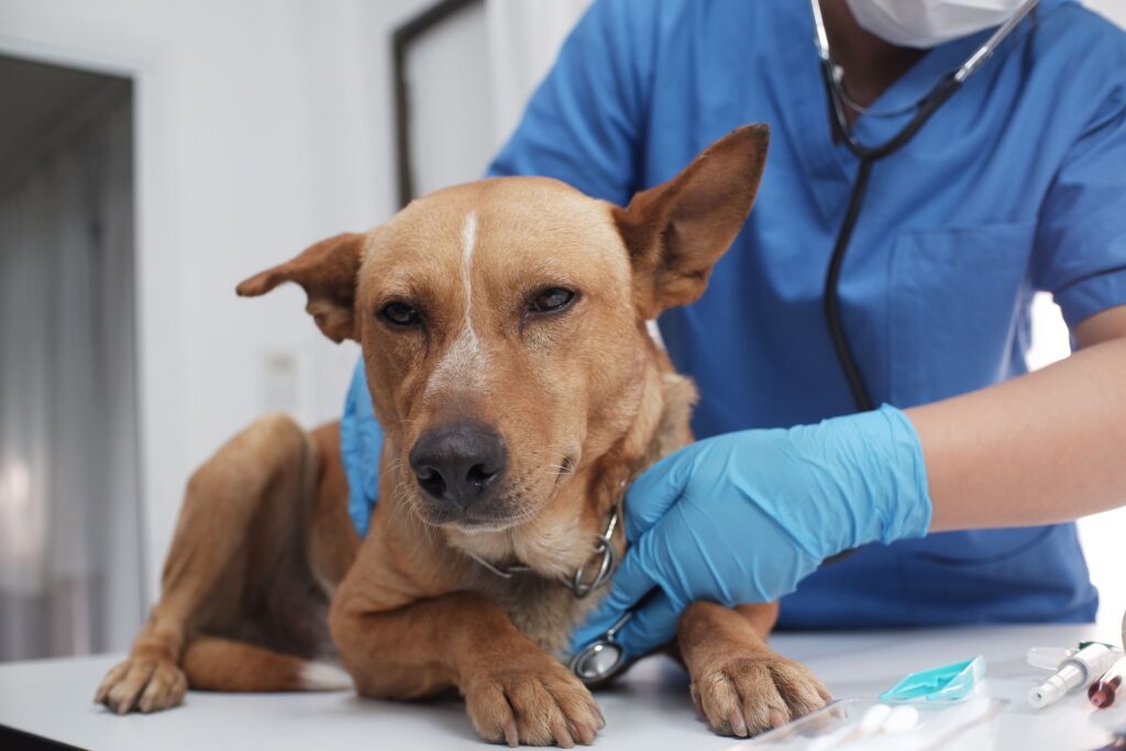 Recognizing and Responding to Emergencies in Pets with Heart Disease