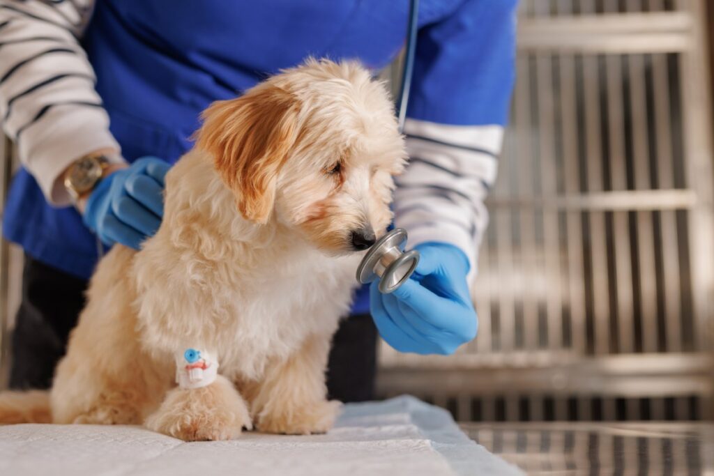 Top Reasons to Bring Your Pet to the Emergency Vet