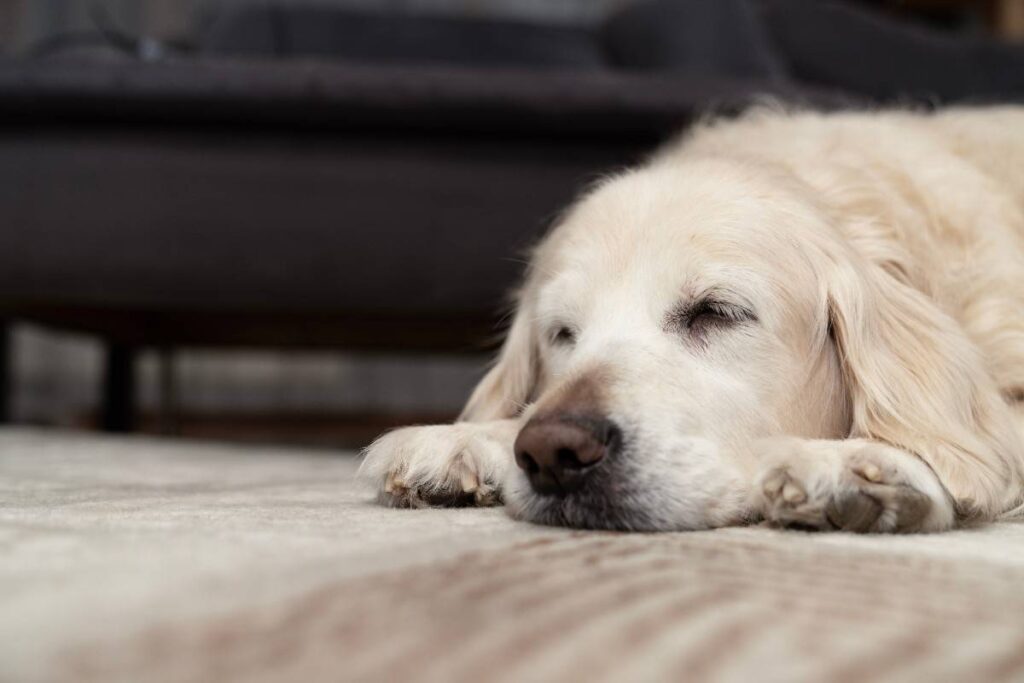 What Should You Do if Your Cat or Dog Has a Seizure?