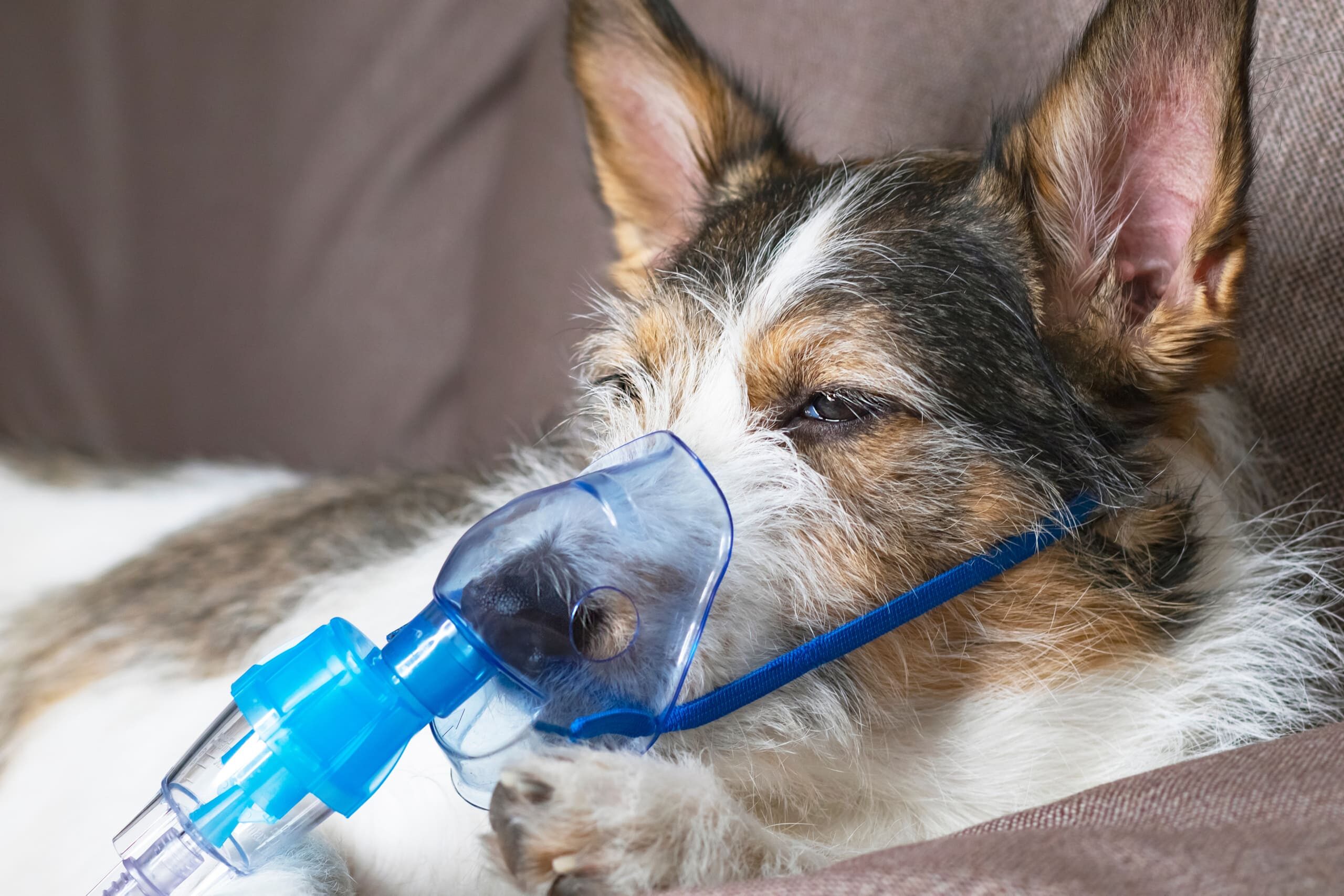 Will My Pet Benefit from Oxygen Therapy?